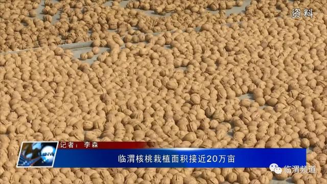 临渭核桃栽植面积接近20万亩