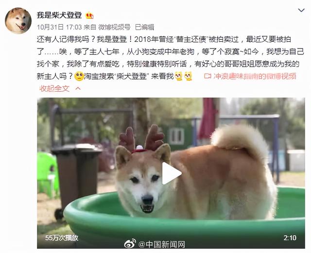 落槌成交！网红柴犬登登被16万元拍出