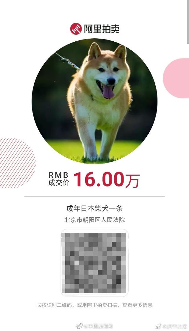 落槌成交！网红柴犬登登被16万元拍出