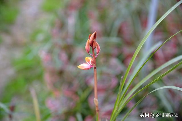 立冬养兰花，还能喷磷酸二氢钾？注意两个条件，效果就不会差