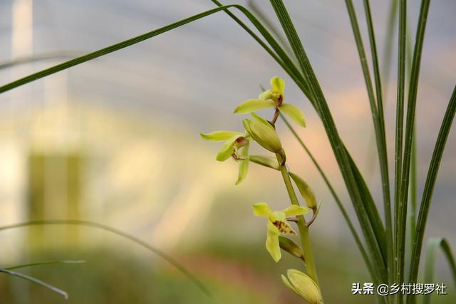 立冬养兰花，还能喷磷酸二氢钾？注意两个条件，效果就不会差