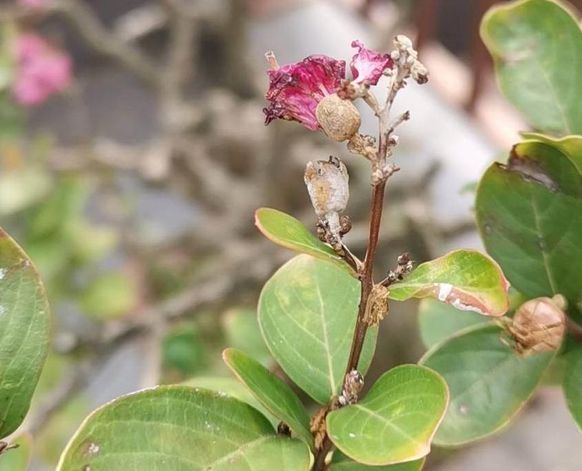 植物叶子出现“白霜”，是白粉病要谨慎起来，三个方法搞定