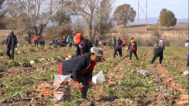 朔城区：特色农业助增收 产业兴旺富农家