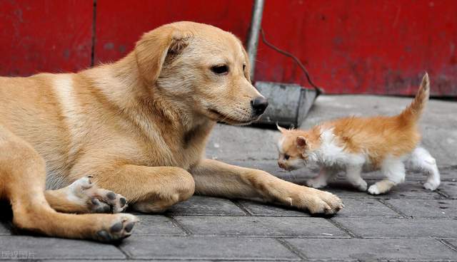 为什么骂爱猫爱狗人士的人越来越多了，保护小动物有什么错呢？