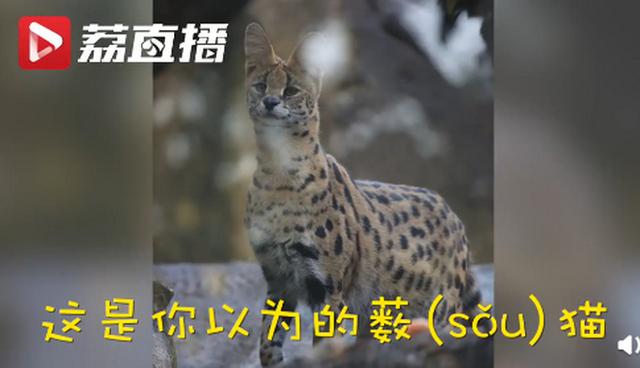 这家动物园为薮猫制定“减肥计划”，1年只减掉8两......