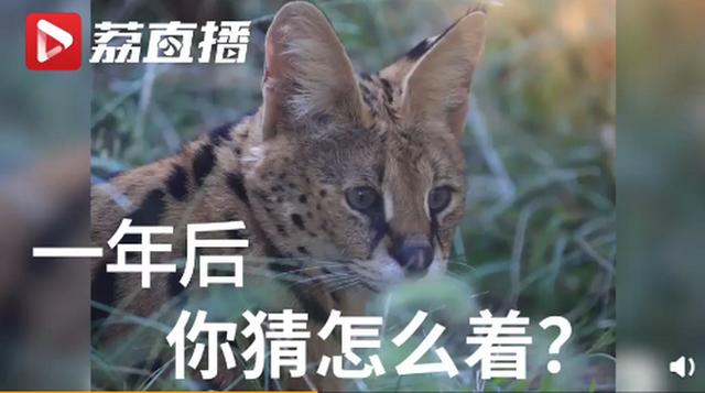 这家动物园为薮猫制定“减肥计划”，1年只减掉8两......