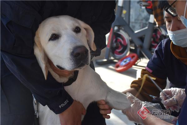 云南清水河边检站对片区警犬进行全面体检