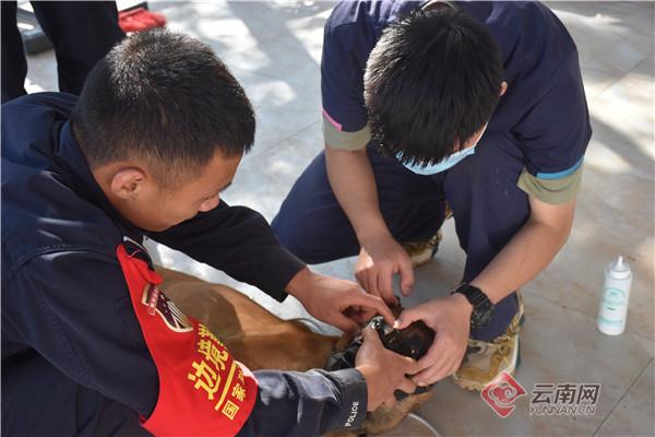 云南清水河边检站对片区警犬进行全面体检