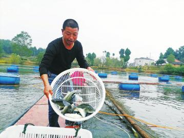 梓潼鲈鱼肥 质量好不愁销