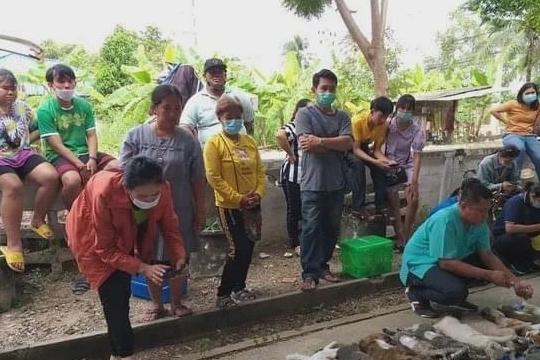 上百只猫咪绝育后手拉手躺在地上，场面空前壮观