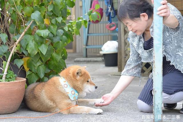 日本老奶奶的精彩晚年生活：与柴犬为伴，一人一犬，相伴晚年