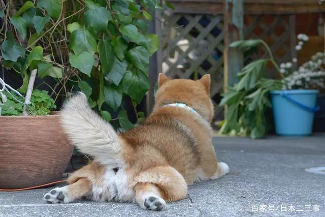 日本老奶奶的精彩晚年生活：与柴犬为伴，一人一犬，相伴晚年