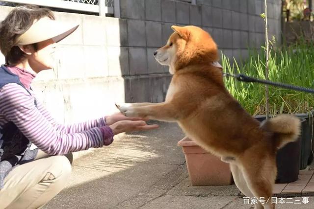 日本老奶奶的精彩晚年生活：与柴犬为伴，一人一犬，相伴晚年