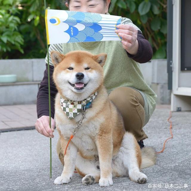 日本老奶奶的精彩晚年生活：与柴犬为伴，一人一犬，相伴晚年