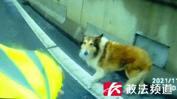 牧羊犬闯入万家丽高架桥，交警喊话犬主人：快来把它领回家