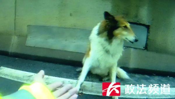 牧羊犬闯入万家丽高架桥，交警喊话犬主人：快来把它领回家