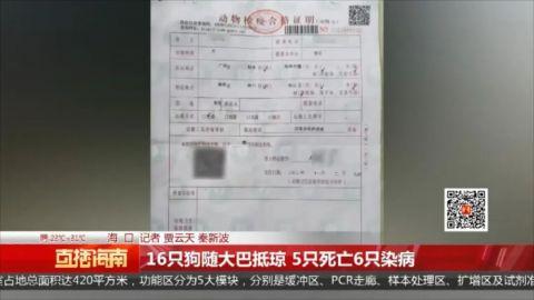 16只小狗被大巴车寄运入岛，路上死亡5只