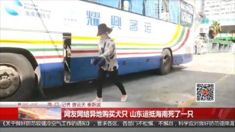 16只小狗被大巴车寄运入岛，路上死亡5只