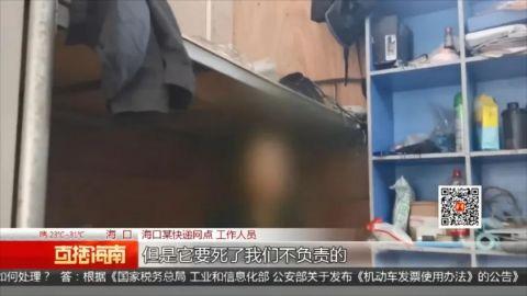 16只小狗被大巴车寄运入岛，路上死亡5只