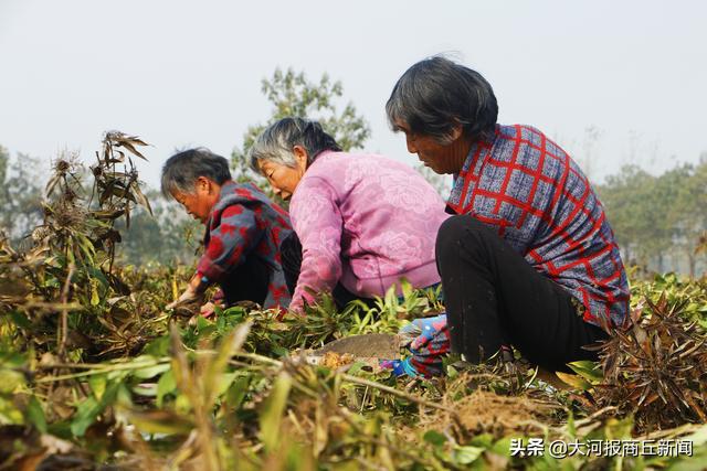 柘城县数千亩药材成熟 千名村民抢时收获