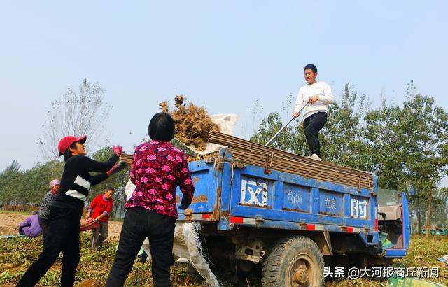 柘城县数千亩药材成熟 千名村民抢时收获