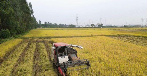 昔日弃耕地，今日藏粮地！广州白云“复活”超2000亩弃耕地