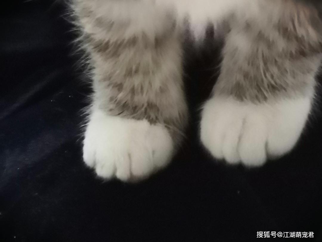 老祖宗：猫咪有这些特点，真的很“旺家”，养到就赚到