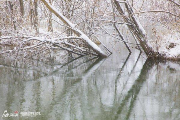 巩乃斯冬景：雪落大地，空灵曼妙