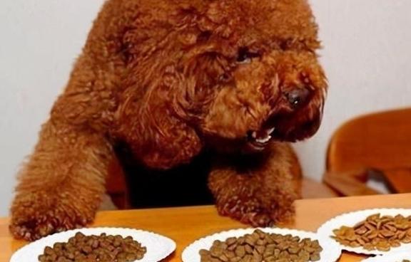 泰迪犬总是挑食，我是如何解决的？