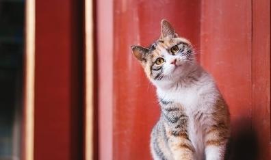 故宫没有一只老鼠，全靠200只御猫？网友：给钮祜禄橘猫请安！