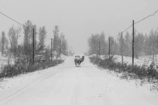 美图‖北方冬季——暴风雪后的奈曼北线