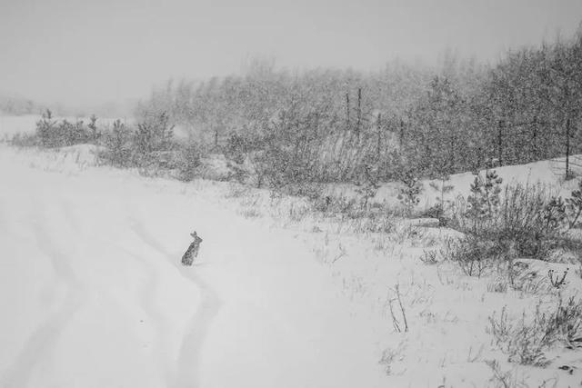 美图‖北方冬季——暴风雪后的奈曼北线