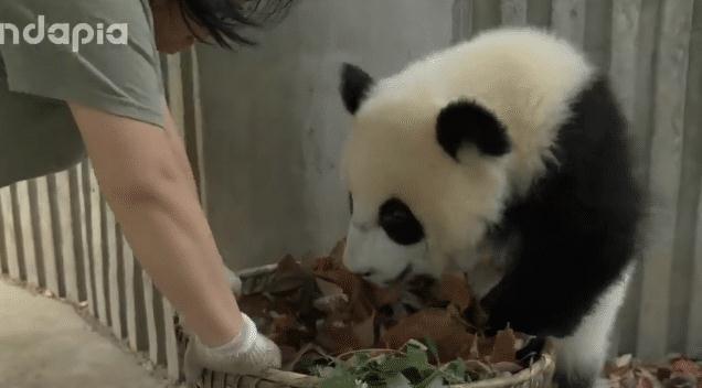 熊猫抢走饲养员扫把，还躲进枯叶里不出来，萌化网友们的心