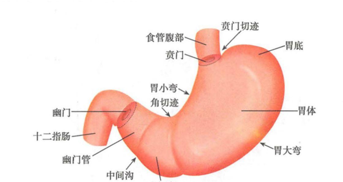 胃痛和腹痛傻傻分不清?胃痛究竟是哪里痛?快来看看吧