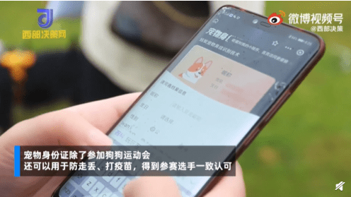 宠物参加运动会也要身份证，网友：给我家狗子安排！