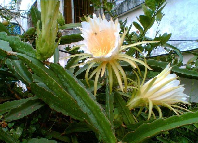 这花是天然的“止咳花”，直接煮水喝，春天不咳嗽