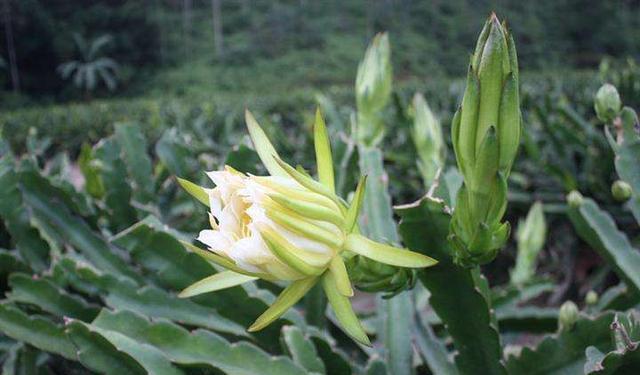 这花是天然的“止咳花”，直接煮水喝，春天不咳嗽