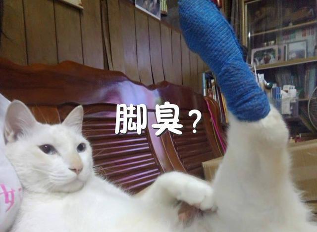 猫咪闻主人的臭脚后，会有什么样的反应呢？猫咪的表情亮了