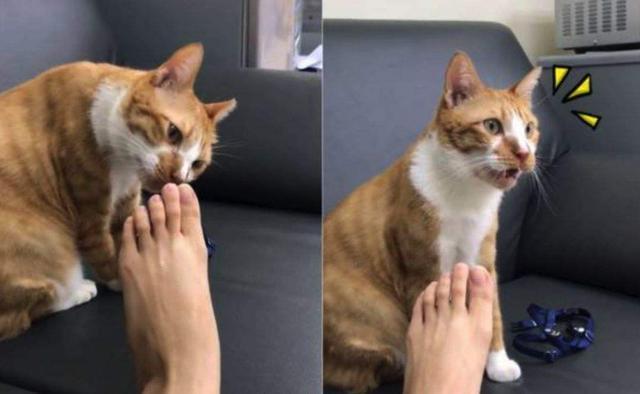 猫咪闻主人的臭脚后，会有什么样的反应呢？猫咪的表情亮了