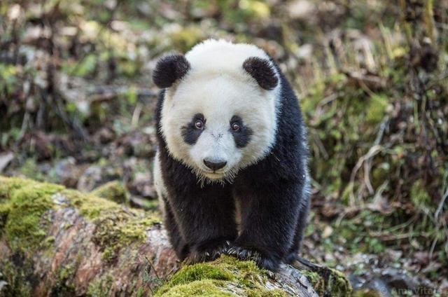 饲养员发现少了一只熊猫，抬头一看两腿发抖啊：我滴个亲娘啊