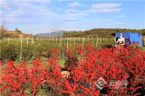 曲靖会泽县：500亩北美冬青红了山坡 富了山村