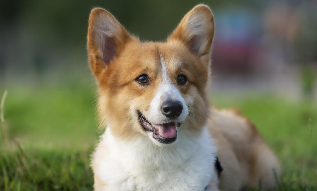 让我告诉你，一只纯种的“柯基犬”大概多少钱，别买贵了