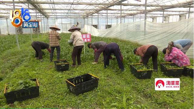 美丽新生活 魅力新农人：白手起家的“菜王”，要种有灵魂的蔬菜