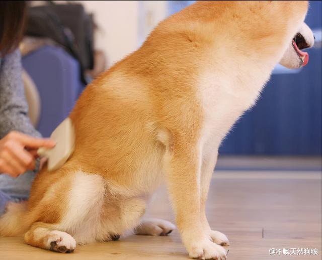 少花冤枉钱！教你鉴别“纯种的柴犬”