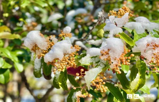 雪后东营区：地白风色寒