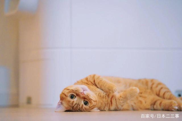 看完这一届网友分享的小猫咪，网友：又收获了今日的好心情！