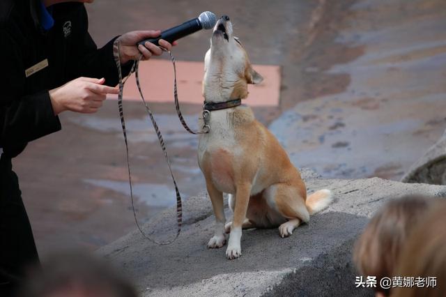 澳洲野狗：为了“重拾”狼的尊严，你看我有多努力