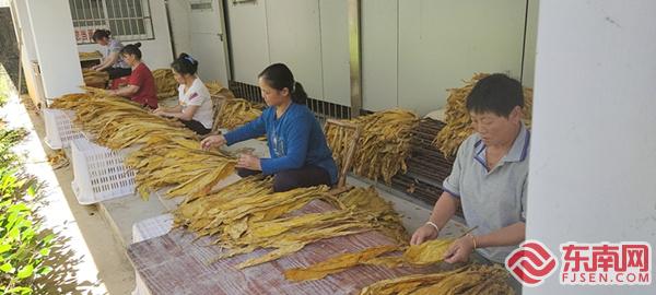 三明泰宁县新桥乡：新建密集烤房促生产助增收