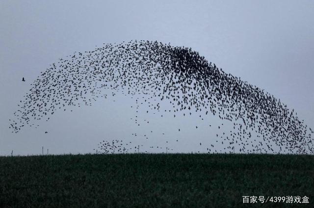 上万人用弹幕一起玩原神？群体智能还能这么玩？