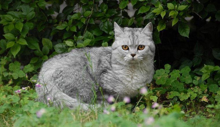 猫咪光天化日之下来碰瓷，吓坏摩托车司机，猫：认命吧，人类！